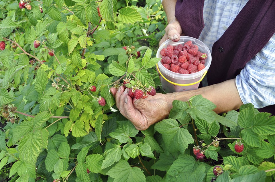 Raspberries