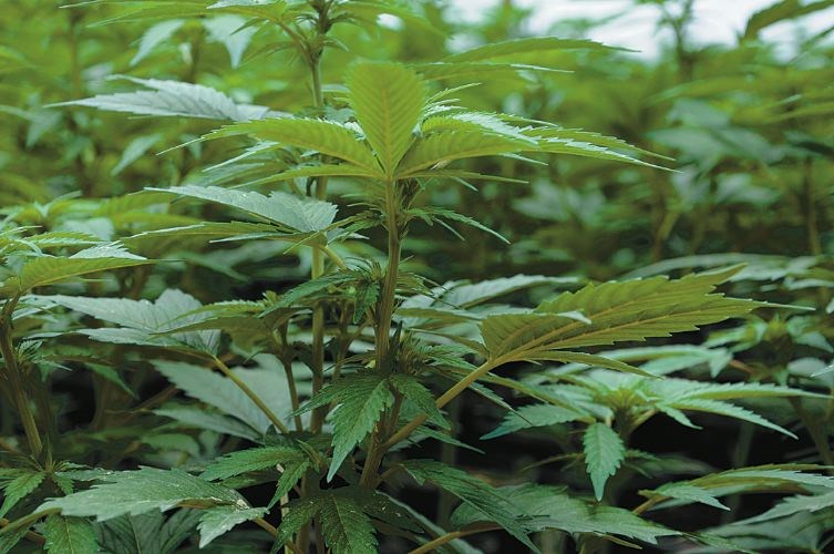 Pot-law.06.jpg