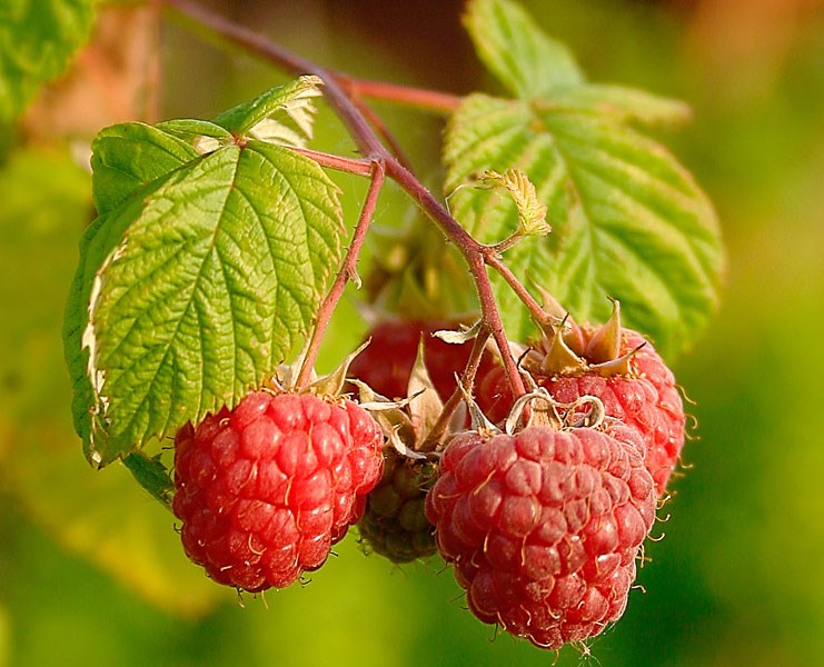 raspberries