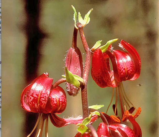 Martagon lilies a