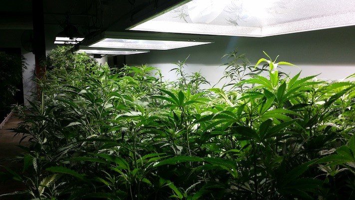 Medijean medical marijuana_1