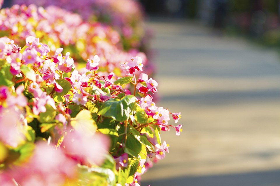 Begonias