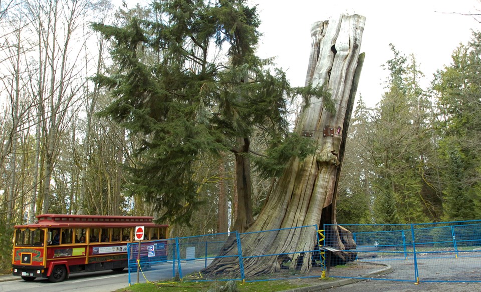 Hollow Tree at Stanley Park