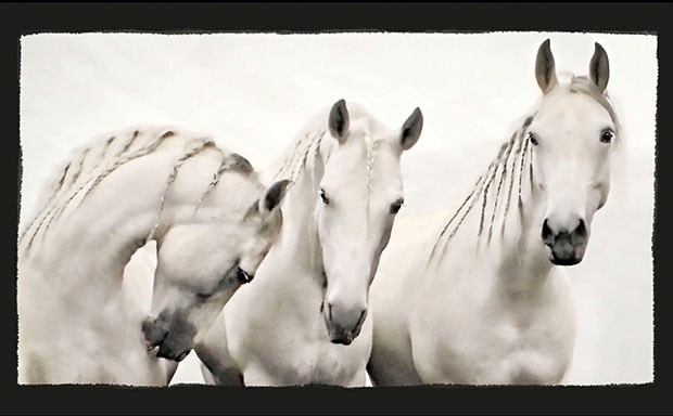 Kerri-Jo Stewart’s image, White Stallions, garnered the highest score for the Delta Photo Club at the 30th annual North Shore Photographic Challenge.