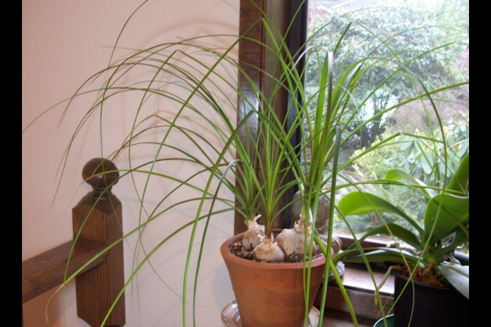 Ponytail plant (also known as elephant foot or bottle palm) is a very easy house plant that tolerates dry air and drought.