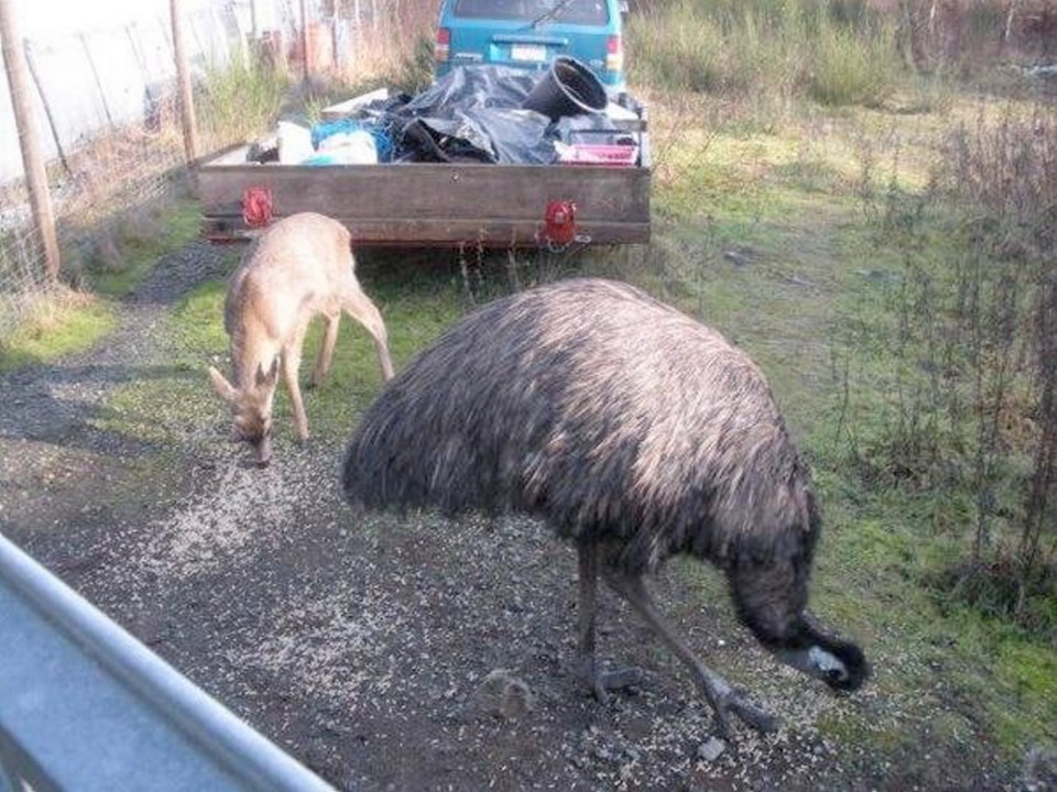 emu-nanaimo.jpg