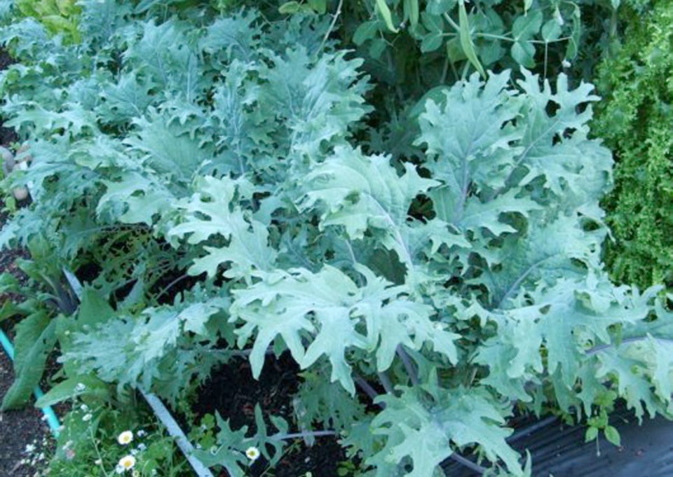 Kale early spring.jpg