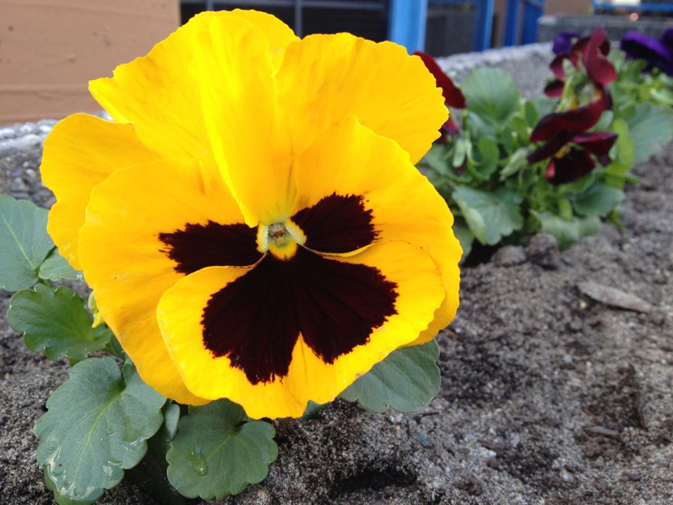 flower