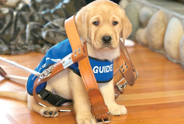puppy raisers