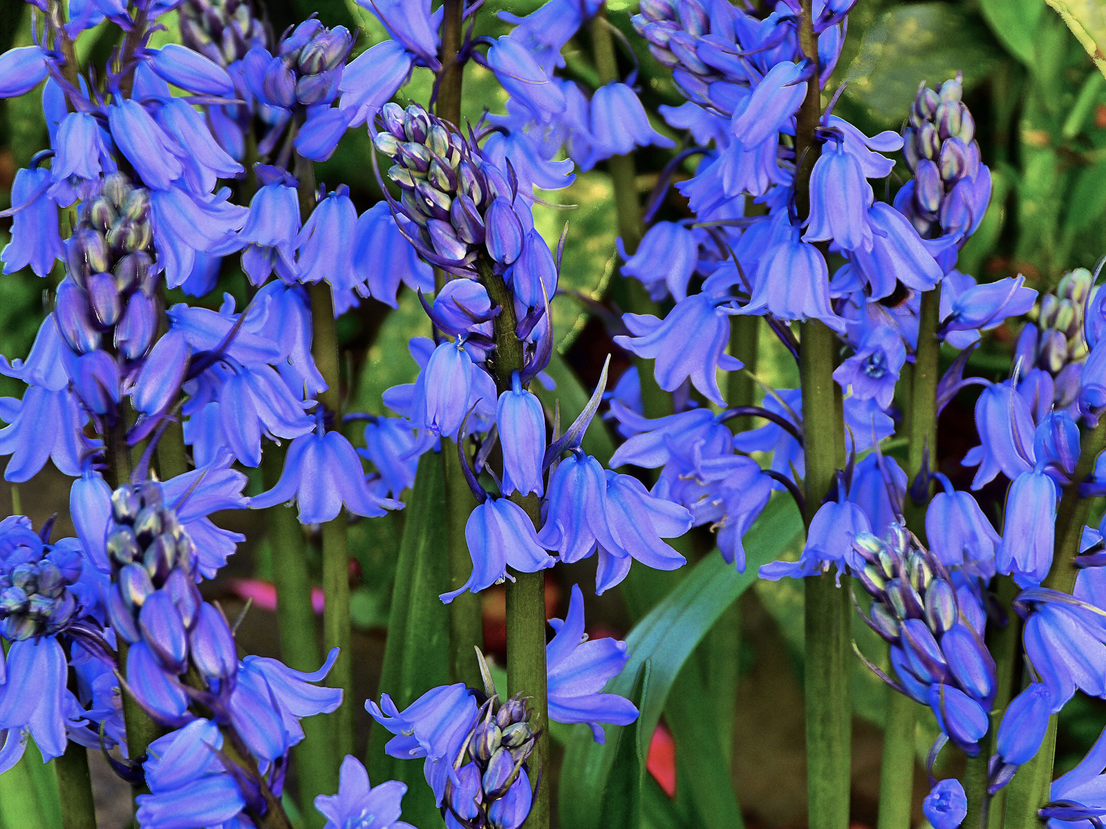 English bluebells clearance