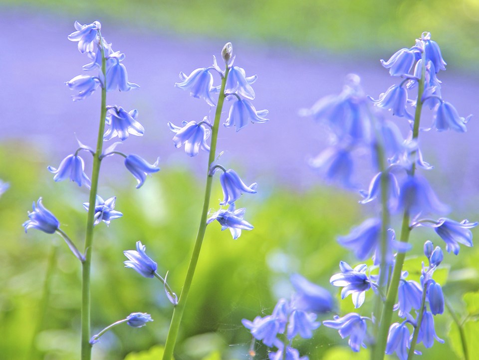 Bluebells