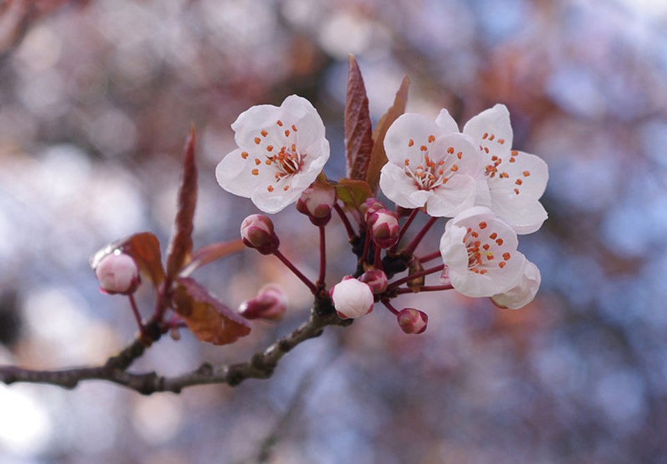 Sakura