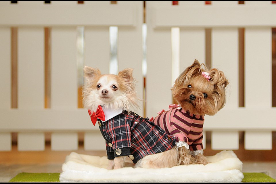 Mr. Pickles, a chihuahua, and Georgie Girl, a Yorkie, are often found inside Barking Babies in Yaletown. Photo: Dan Toulgoet.