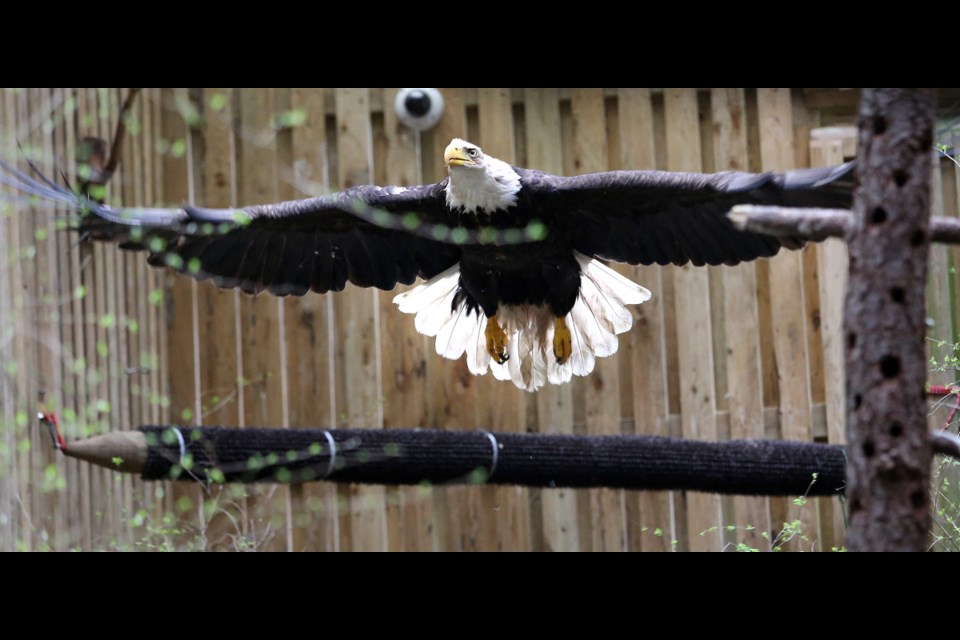 A bald eagle flies in its cage after being nursed back to health at the Wild ARC.