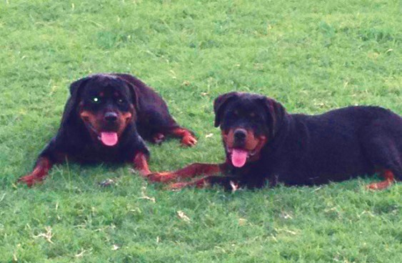 Rottweilers