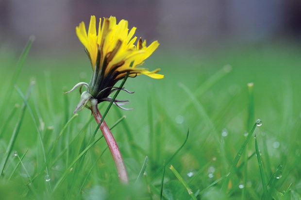 Grow a healthy lawn this year