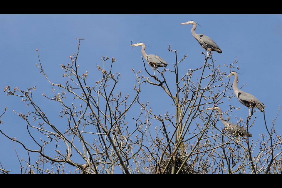 It's nesting time again in Stanley Park as the great blue herons return to their rookery for the 14th consecutive year. Photo Dan Toulgoet