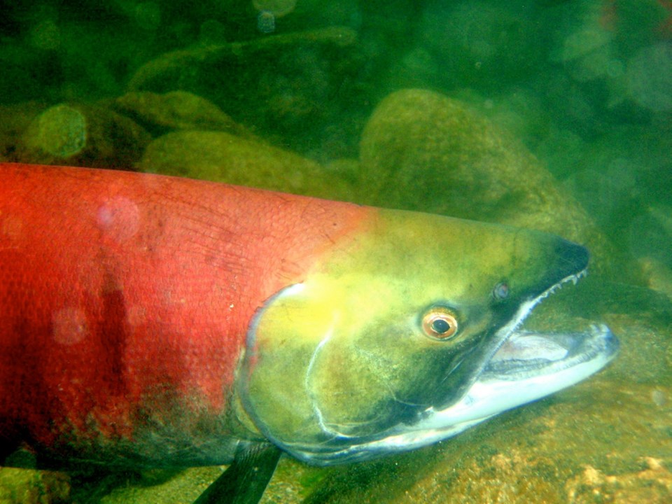 a1-0221-salmon-clr.jpg