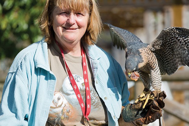 Volunteer Judy Williamson feeding a peregrine falcon named Nelson.