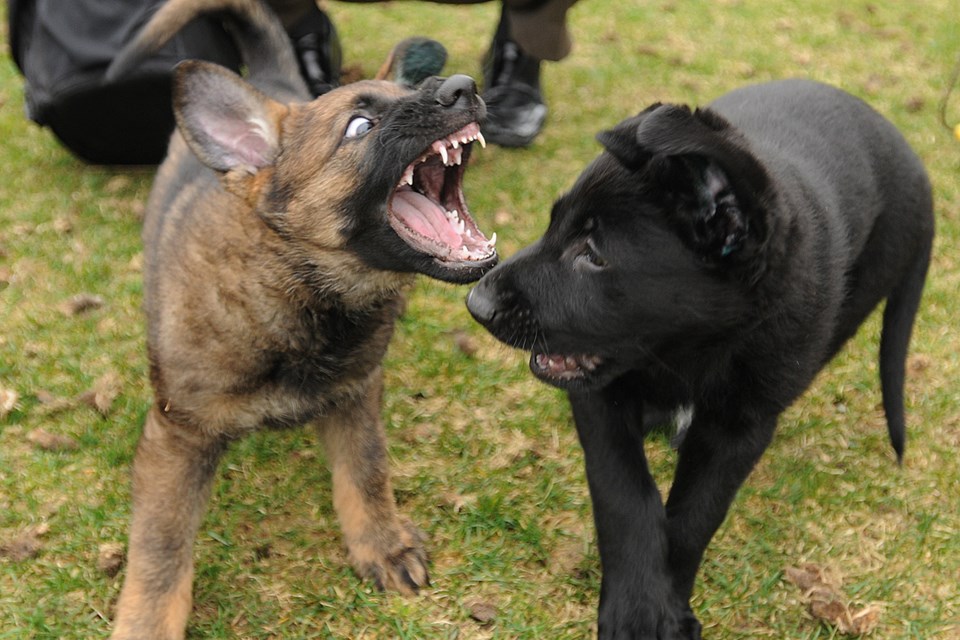 Elementary school students are choosing the names for two German shephed puppies that are the newest members of the VPD's K-9 unit. Photo: Dan Toulgoet