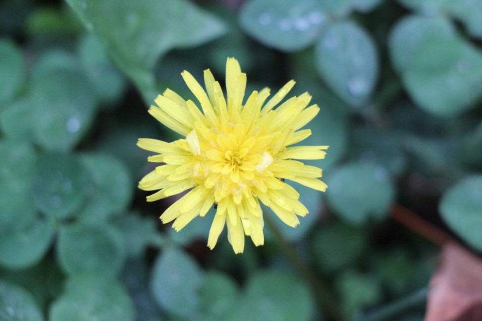 dandelion