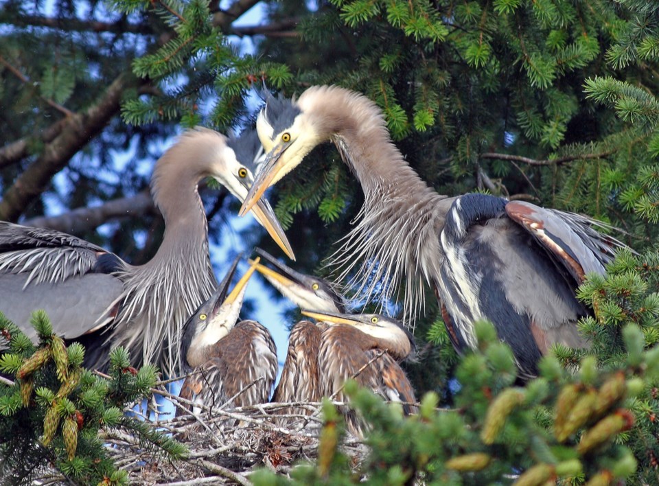 Heron family