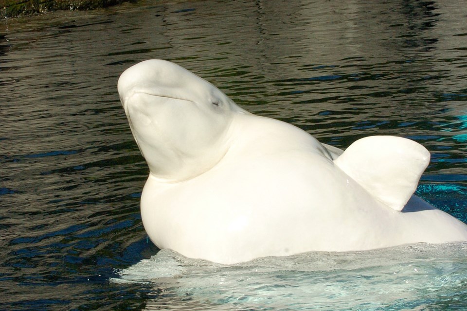 The Vancouver Aquarium is no longer home to any beluga whales. photo Dan Toulgoet