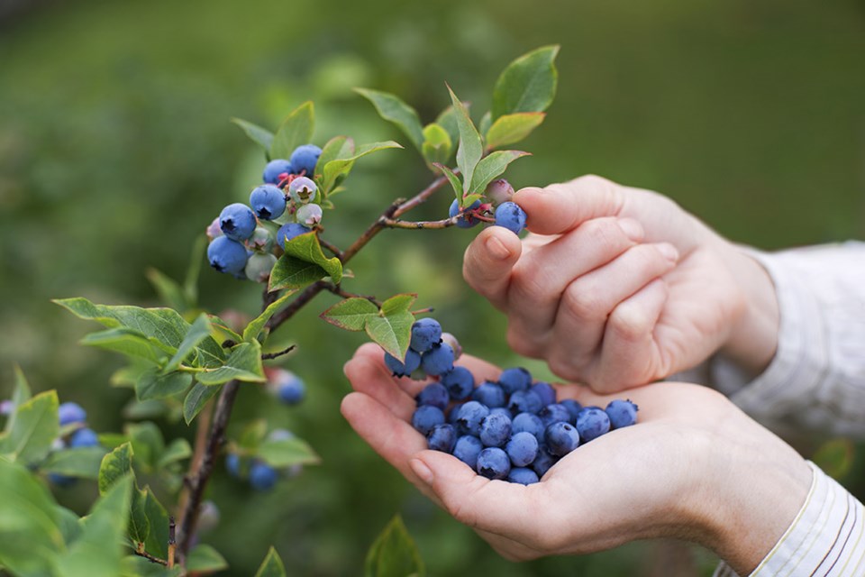 blueberries