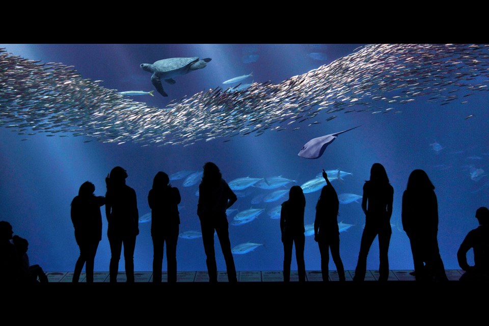 Visitors enjoy the million-gallon Open Sea exhibit at Monterey Bay Aquarium. Photo Monterey Bay Aquarium/Randy Wilder