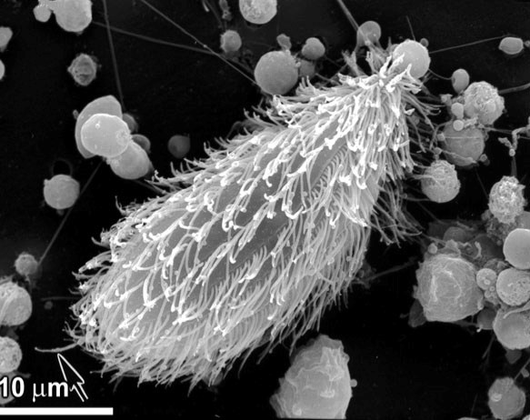 ciliate