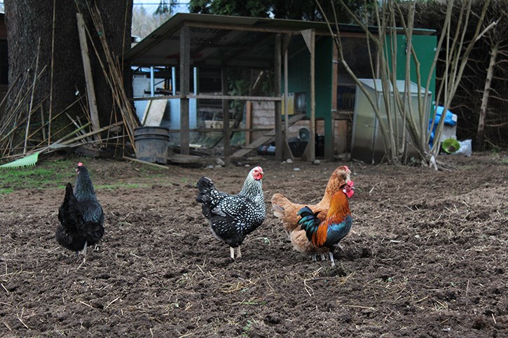 Chickens