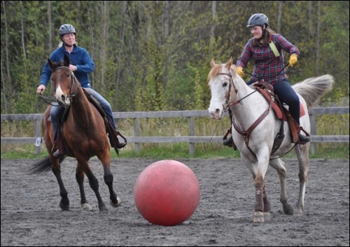 Two horses engage in play with a ball