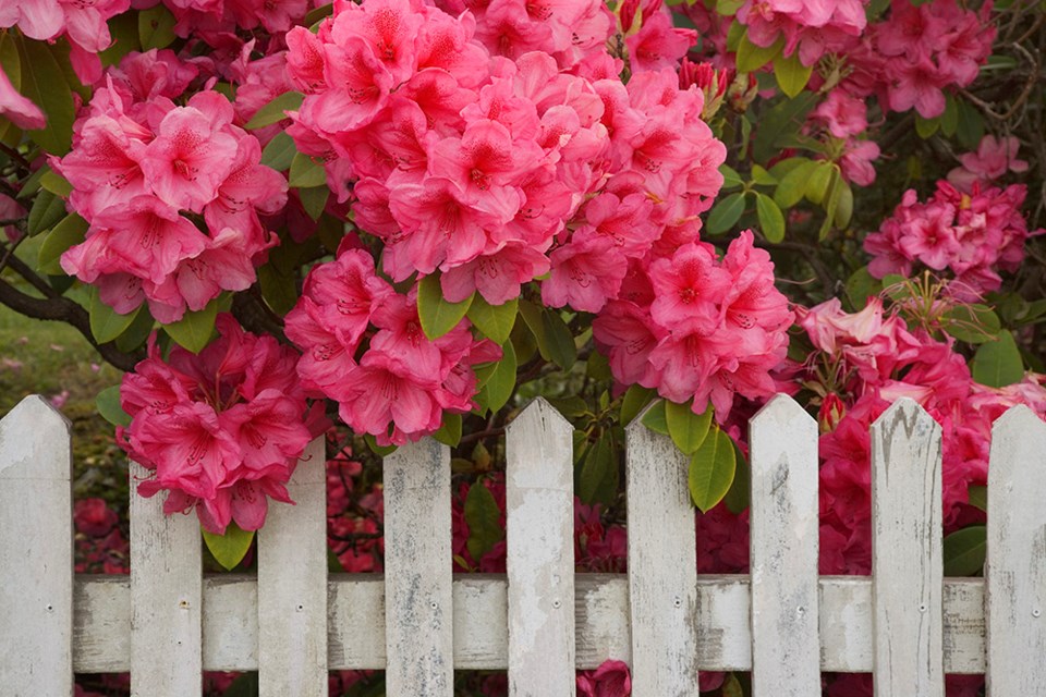 Rhododendrons