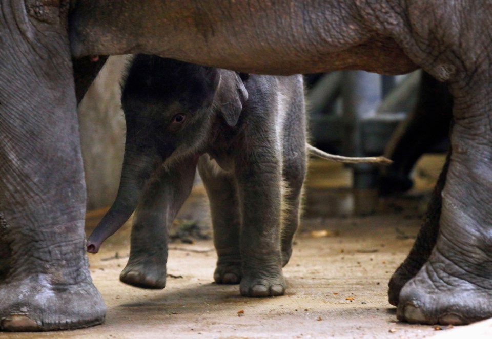A newborn elephant calf wal.jpg