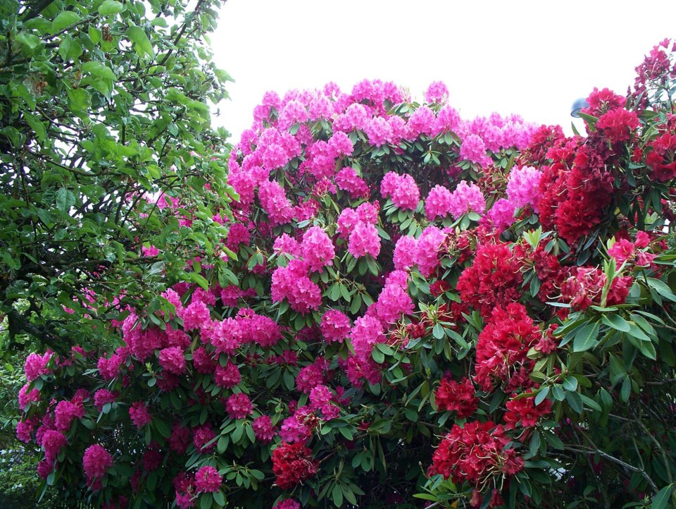 Rhododendrons