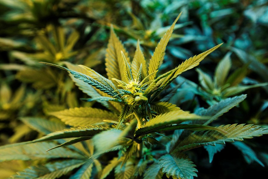 marijuana