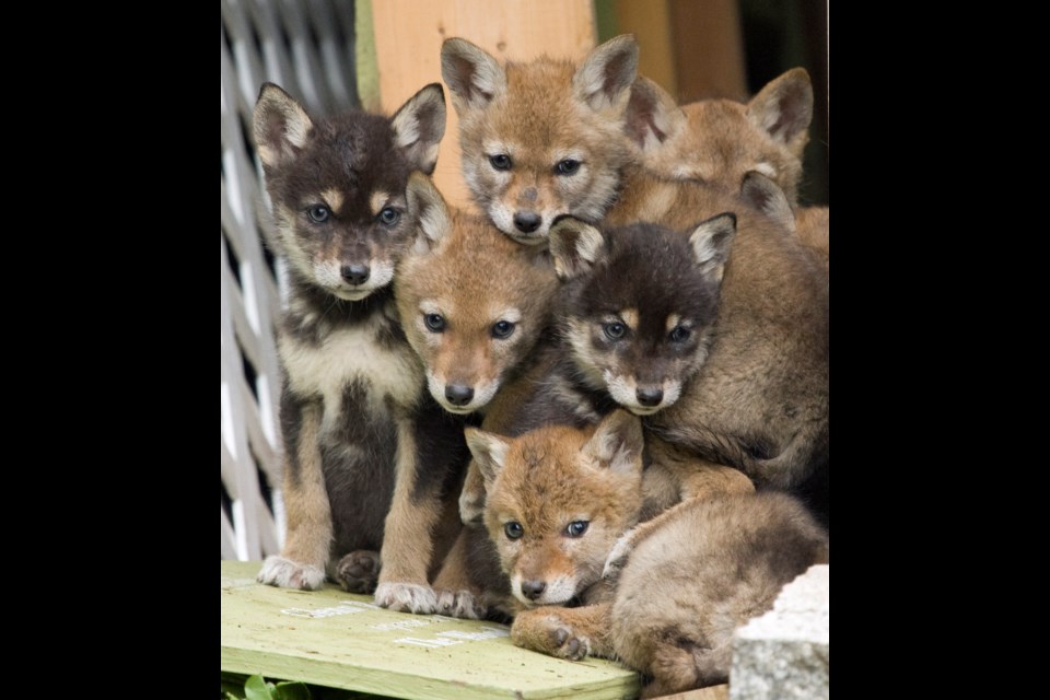 Wildlife warning: With new pups to feed and protect, coyotes may be more aggressive during the spring, according to a wildlife expert.