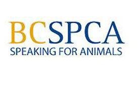 SPCA-animal-abuse.28.jpg