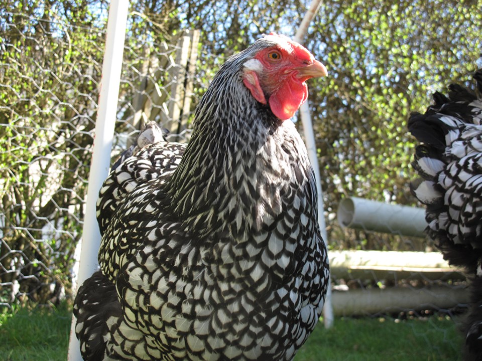 Chicken Party Yard