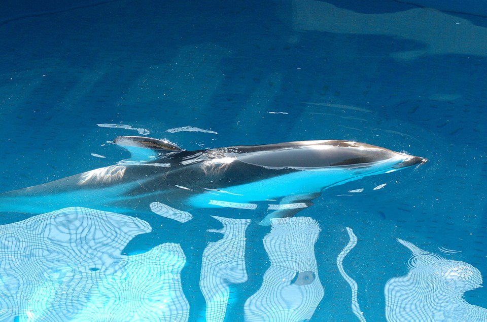 dolphin