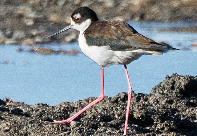 rare bird
