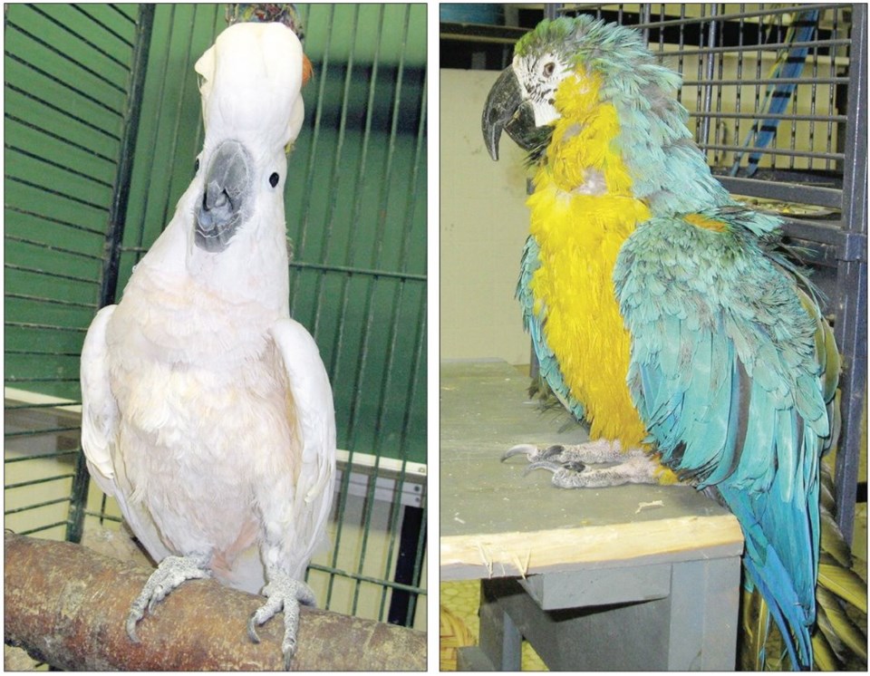 2-parrots.jpg