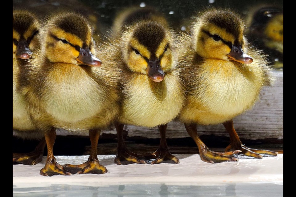 The Wildlife Rescue Association of B.C. is looking for volunteers to watch over these furry creatures in its care. Photograph by: Photo contributed.
