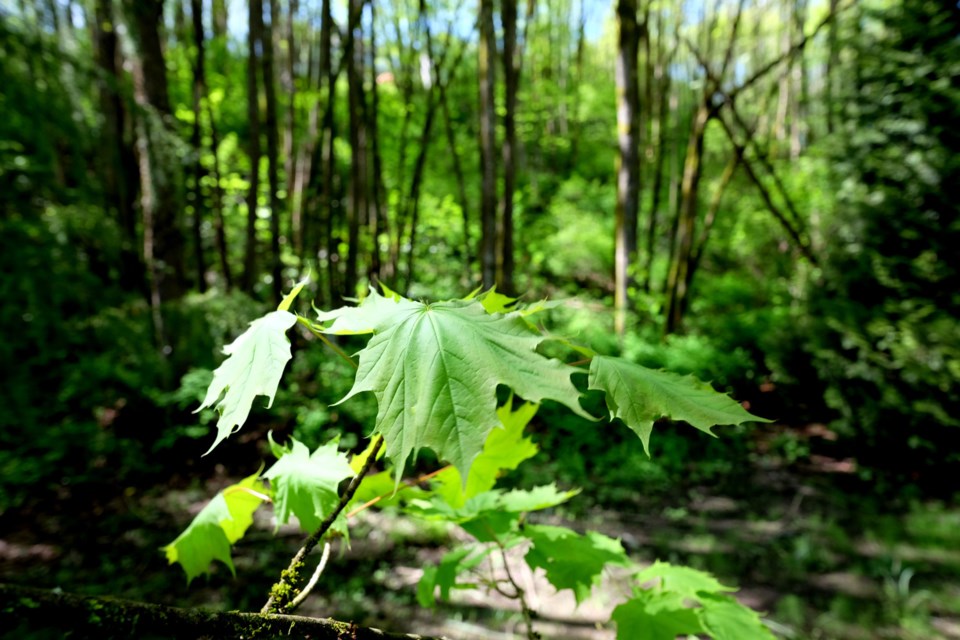 Glenbrook Ravine is one of the destinations for this weekend's Jane's Walks.
