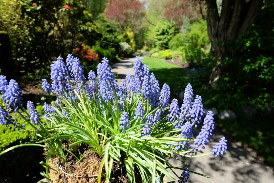 Glenbrook Ravine is one of the destinations for this weekend's Jane's Walks.