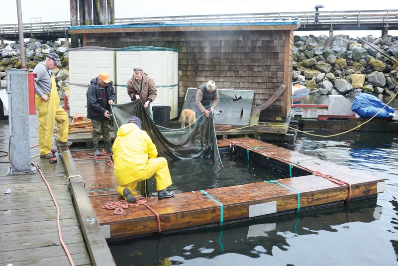 Salmon Release