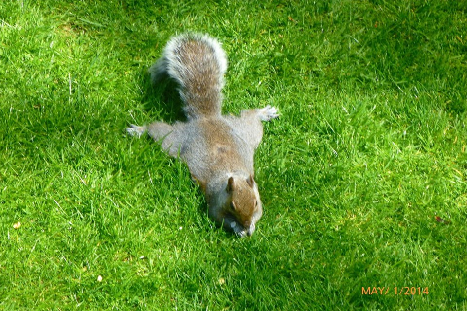 squirrel