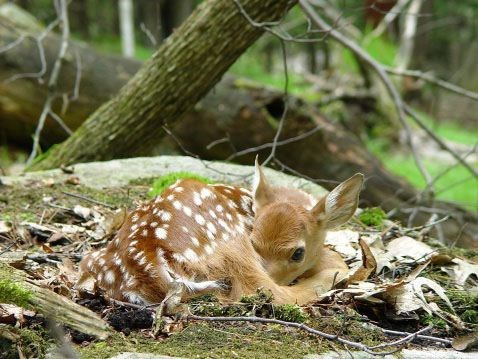 newborn-wildlife.03.jpg