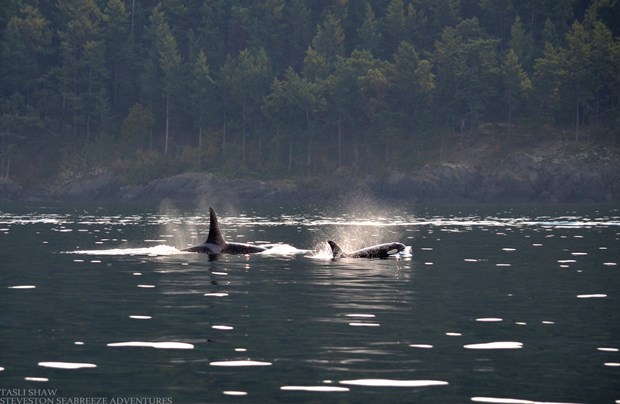 Mother and son, 14-year-old J34 “DoubleStuf” with his mother J22 “Oreo” in Boundary Pass off Stuart Island Sept. 23, 2012.