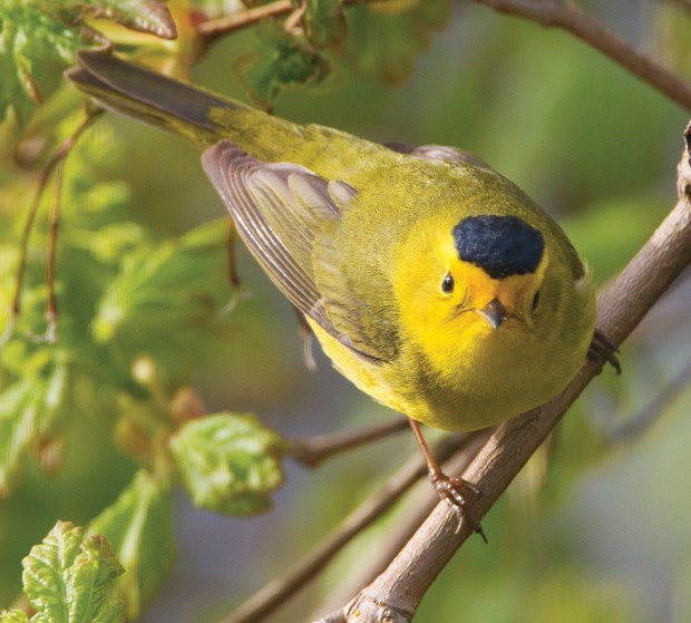Birds back in abundance